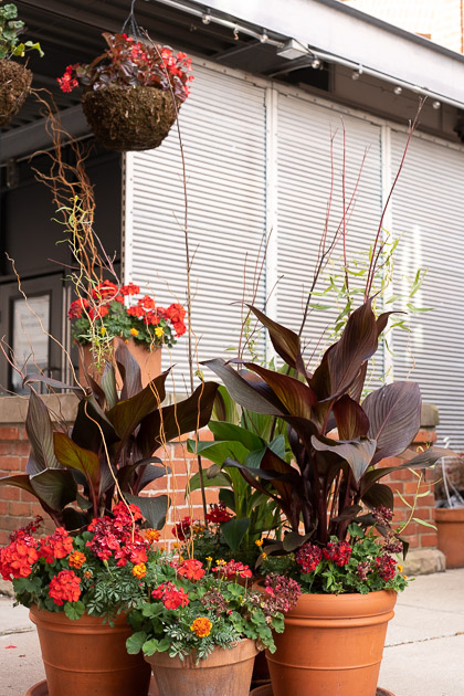 Potted Plants in the Brewery District